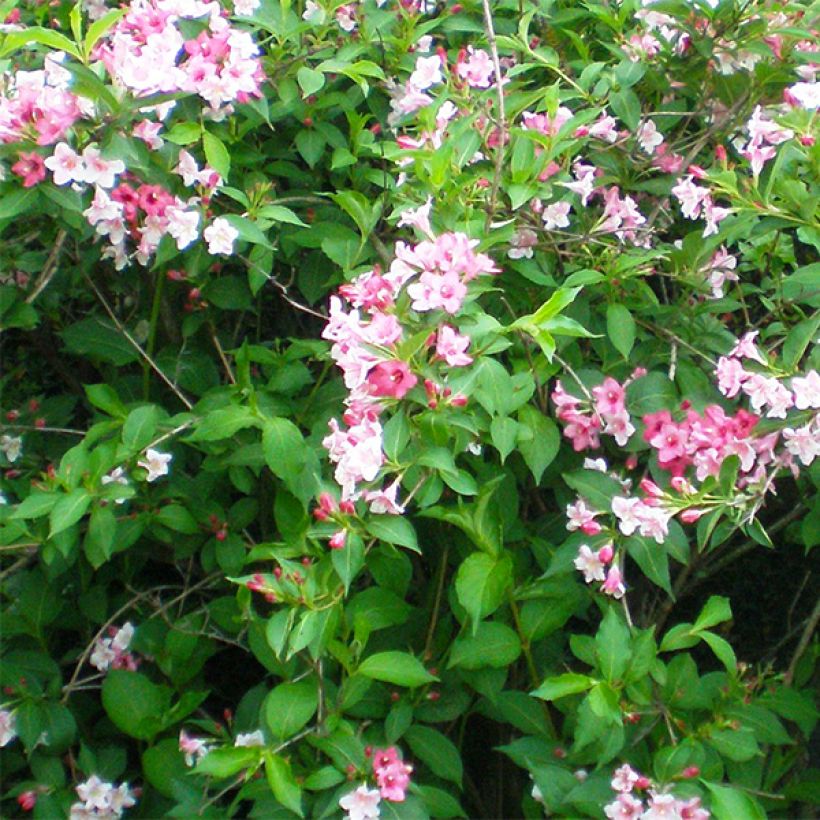 Weigelia Marjorie (Flowering)