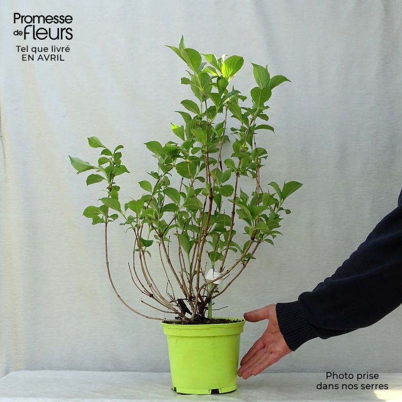 Example of Weigelia Marjorie Vaso da 2L/3L as you get in printemps