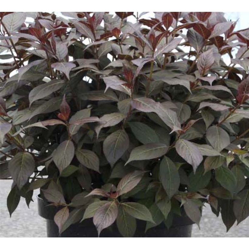 Weigelia Minor Black (Fogliame)