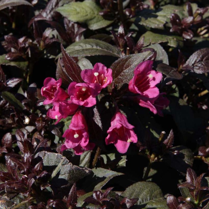 Weigelia Minor Black (Fioritura)