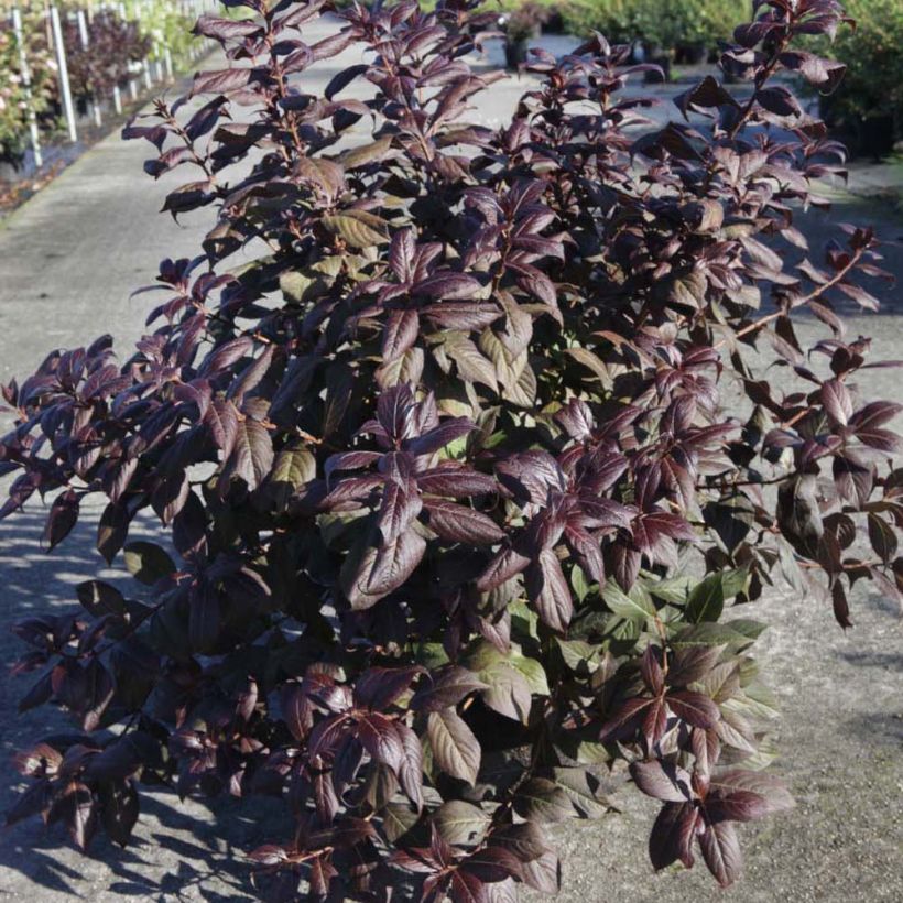 Weigelia Minor Black (Porto)