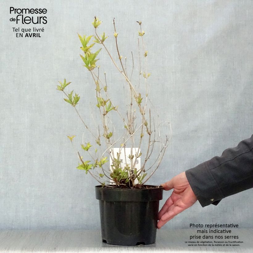 Weigelia Brigela Vaso da 2L/3L esemplare consegnato in primavera