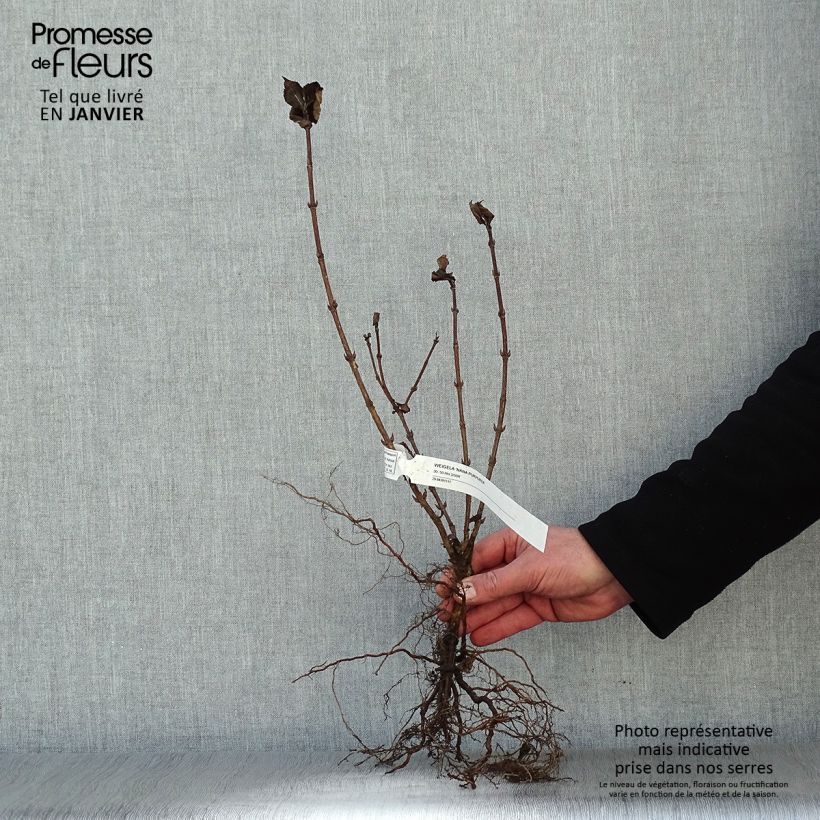 Weigelia Nana Purpurea Piante piccole a radice nuda esemplare consegnato in inverno