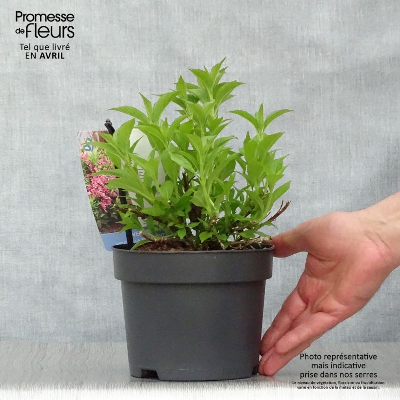 Example of Weigelia Picobella Rosa Vaso da 2L/3L as you get in printemps