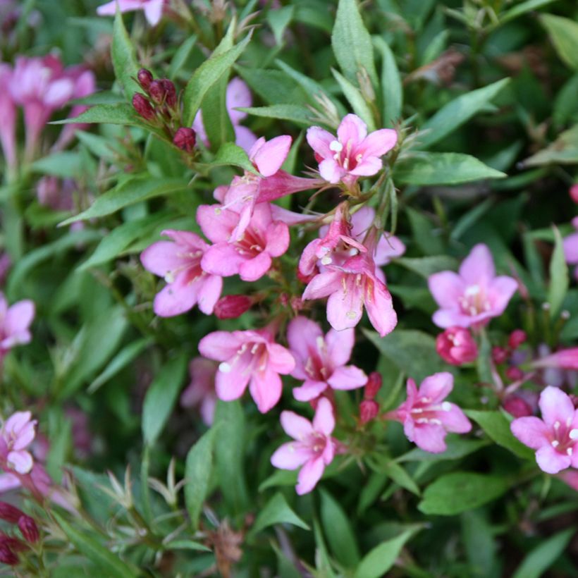 Weigelia Picobella Rosa (Flowering)