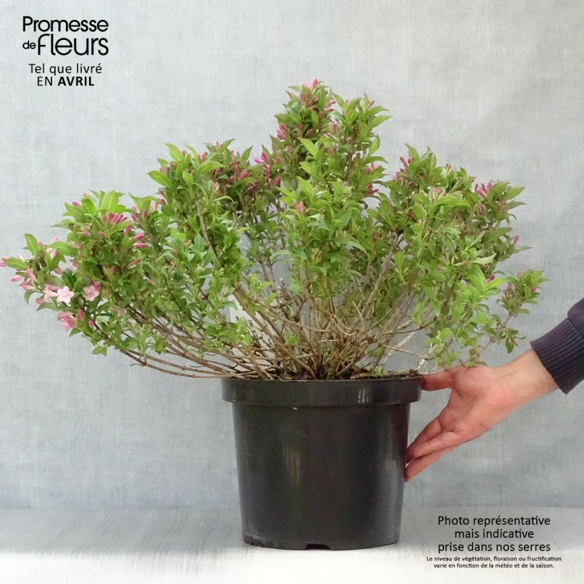 Example of Weigelia Pink Poppet Vaso da 7,5L/10L as you get in printemps