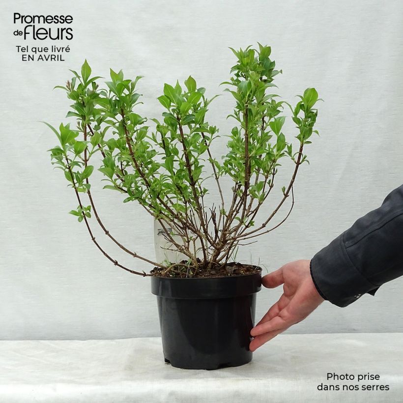 Example of Weigelia Pink Poppet Vaso da 3L/4L as you get in printemps