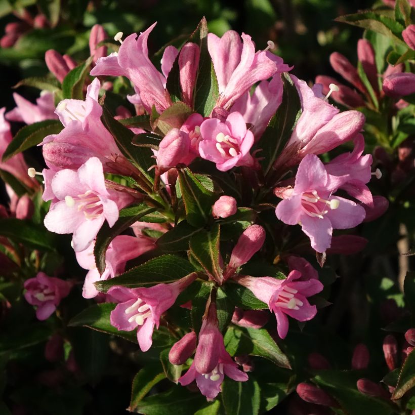 Weigelia Pink Poppet (Fioritura)