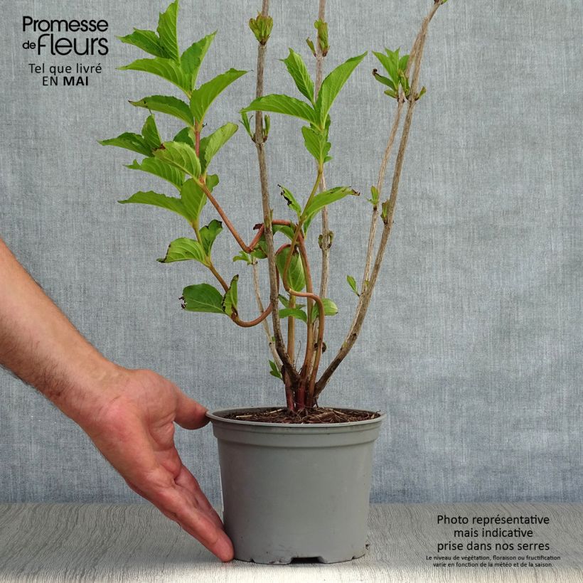 Example of Weigelia Rosea Vaso da 2L/3L as you get in printemps