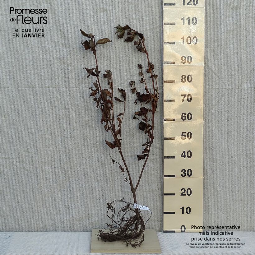 Example of Weigelia Rosea Piante piccole a radice nuda as you get in hiver