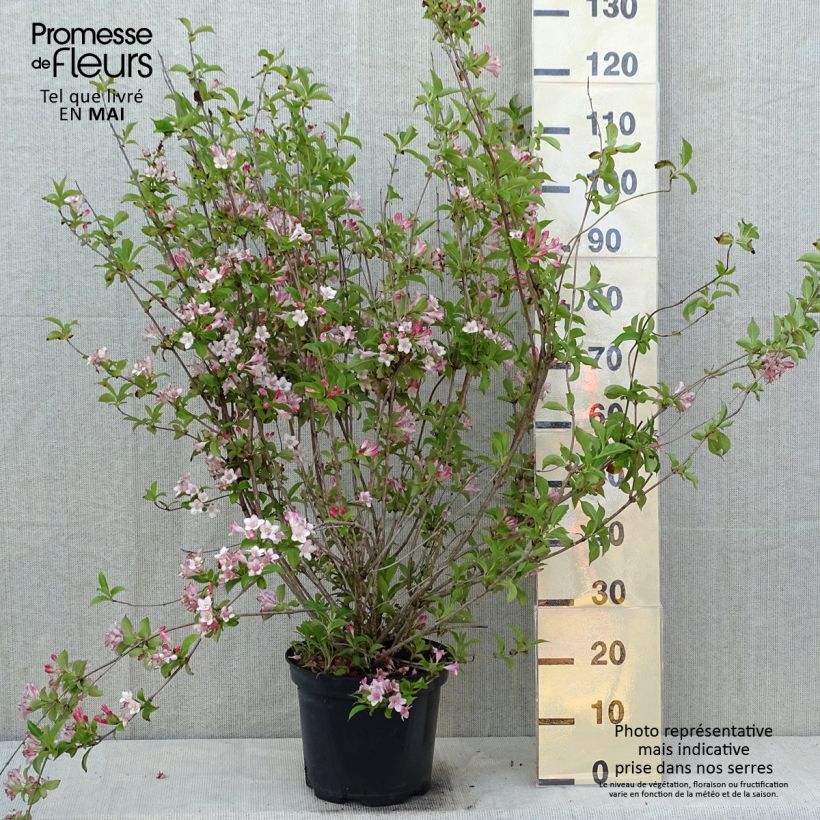 Example of Weigelia Rosea Vaso da 7,5L/10L as you get in printemps