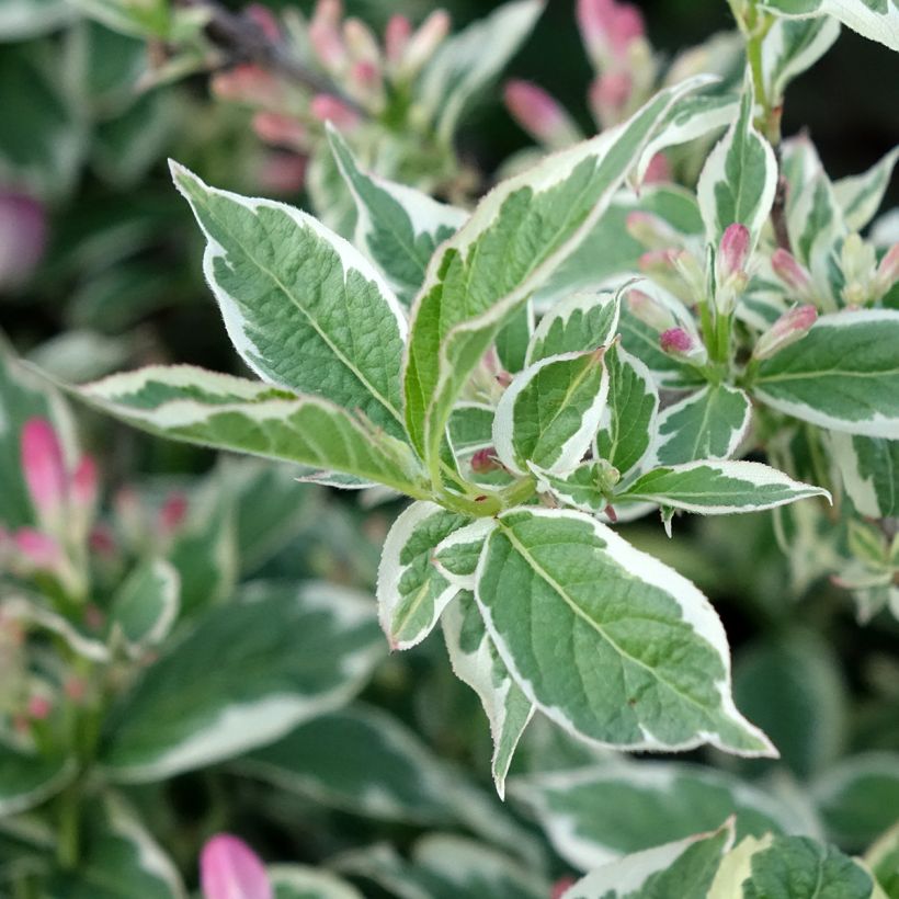 Weigelia florida Variegata (Fogliame)