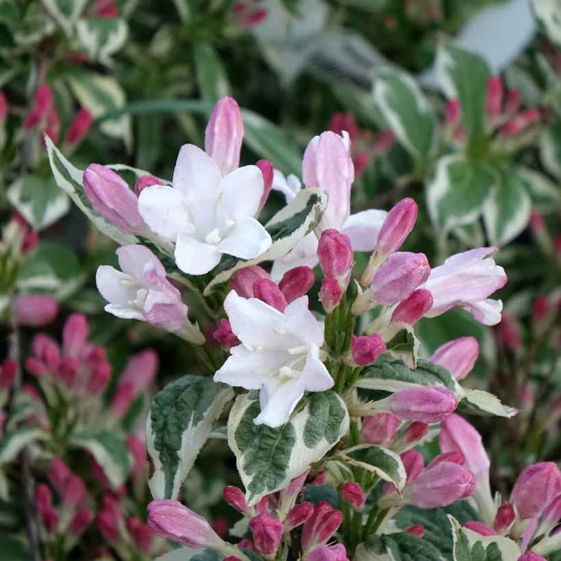 Weigelia florida Variegata (Fioritura)