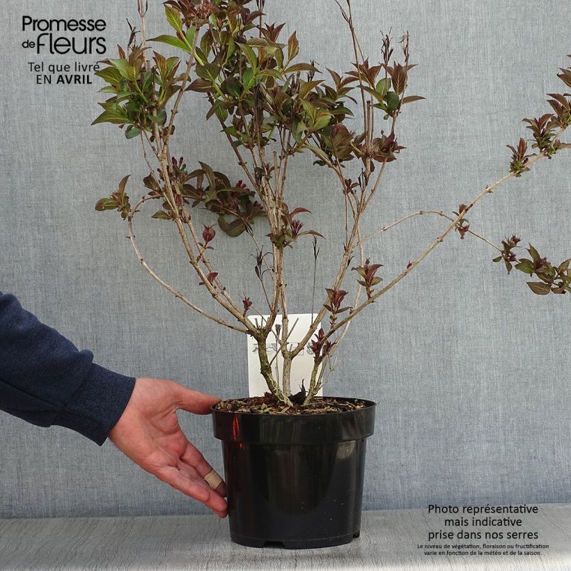 Example of Weigelia Victoria Vaso da 2L/3L as you get in printemps