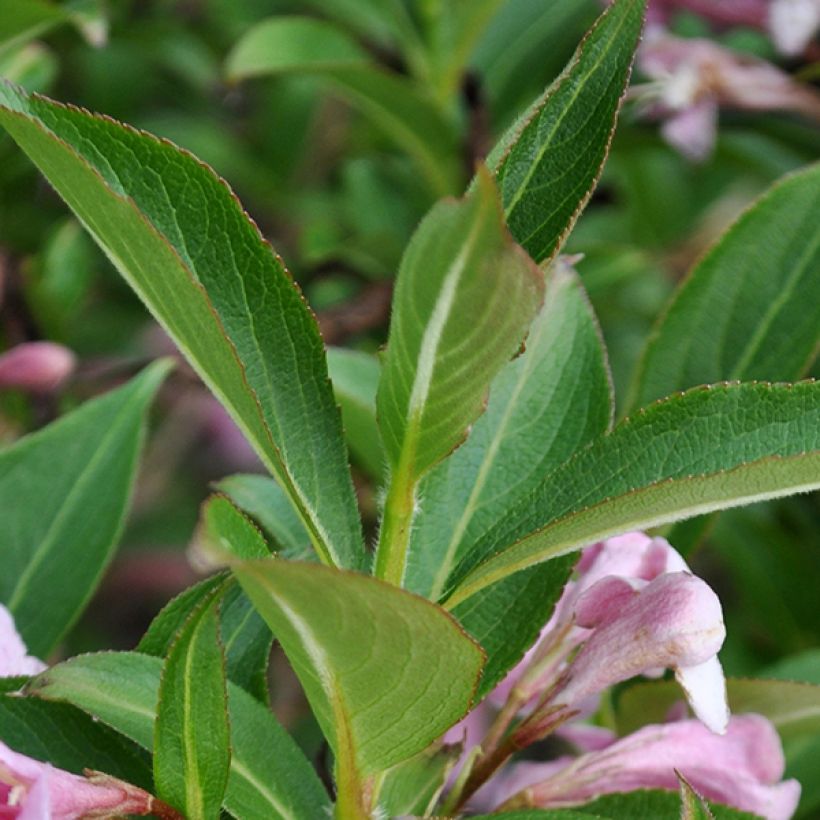 Weigelia Pink Poppet (Foliage)