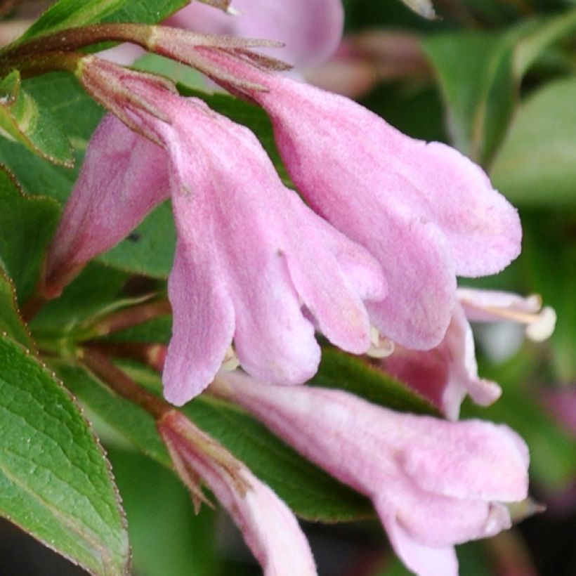 Weigelia Pink Poppet (Flowering)
