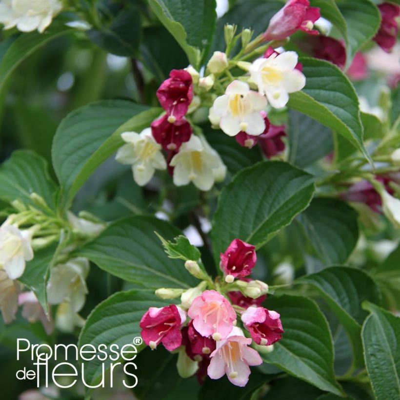 Weigelia Carnaval (Fogliame)