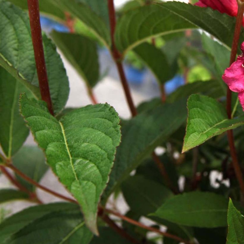 Weigelia Red Prince (Foliage)