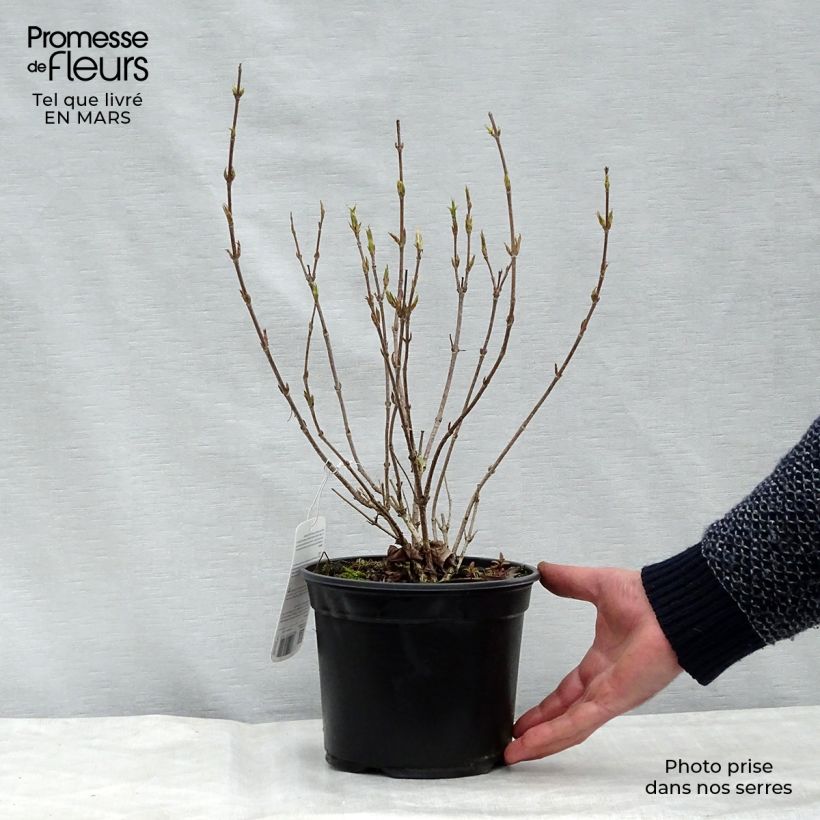 Example of Weigelia Red Prince Vaso da 2L/3L as you get in printemps