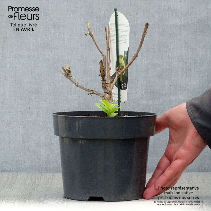 Example of Weigela middendorffiana Vaso da 3L/4L as you get in printemps