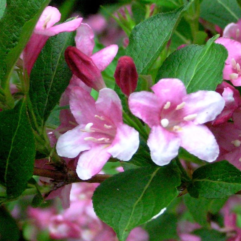 Weigelia Stelzneri (Fogliame)