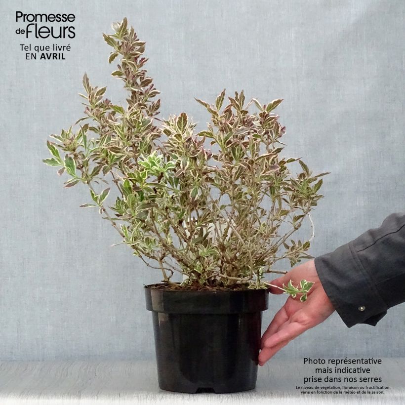 Example of Weigelia Monet Verweig Vaso da 2L/3L as you get in printemps