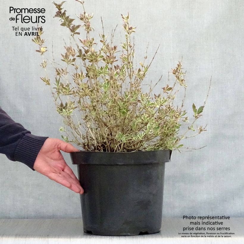 Example of Weigelia Monet Verweig Vaso da 7,5L/10L as you get in printemps
