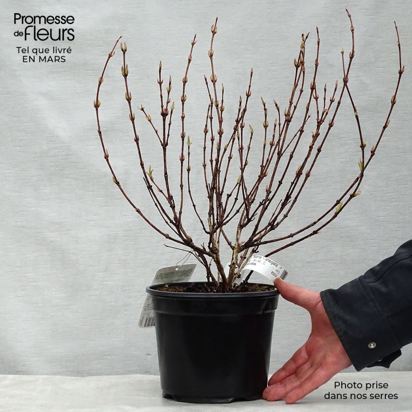 Weigelia Nana Variegata Vaso da 2L/3L esemplare consegnato in primavera