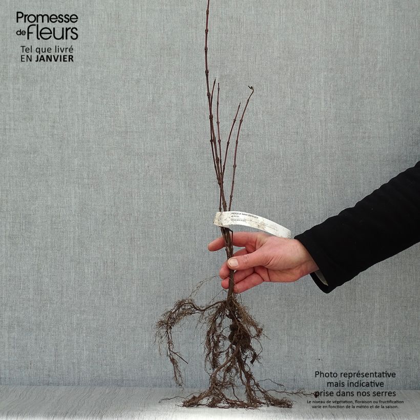 Weigelia Nana Variegata Piante piccole a radice nuda esemplare consegnato in inverno