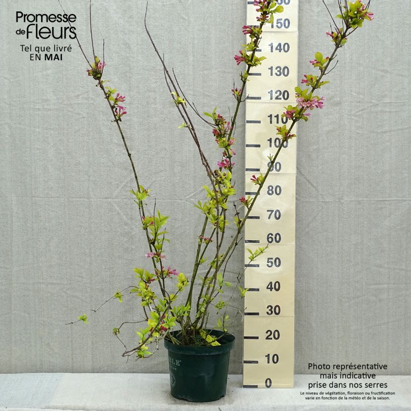 Weigelia Polka Vaso da 7,5L/10L esemplare consegnato in primavera