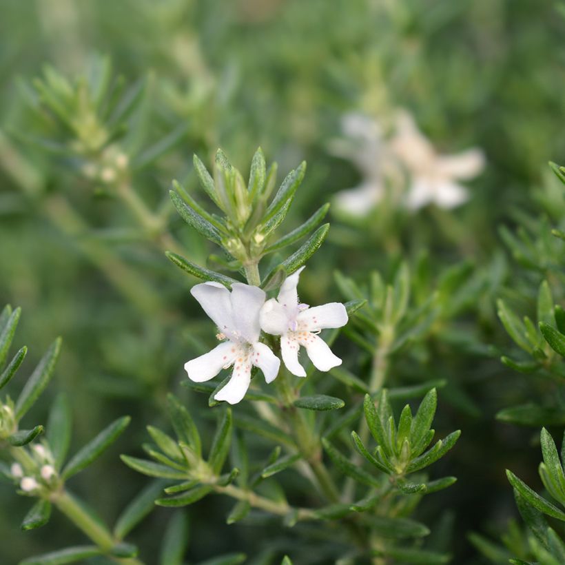 Westringia fruticosa White - Falso rosmarino (Flowering)