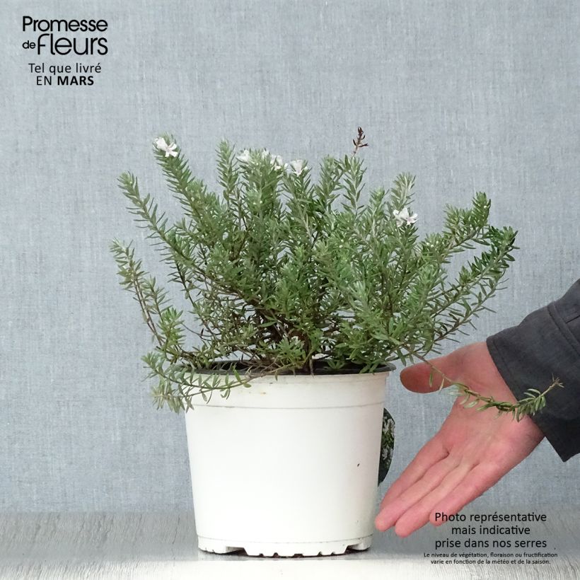 Example of Westringia fruticosa White - Falso rosmarino Vaso da 2L/3L as you get in printemps