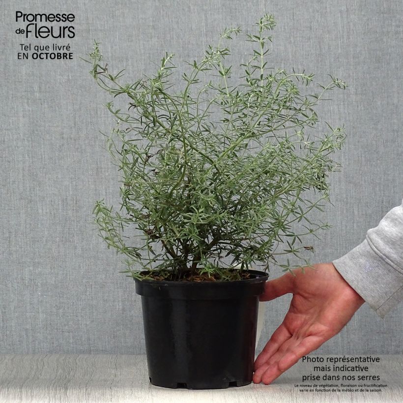 Esemplare di Westringia fruticosa - Falso rosmarino Vaso da 2L/3L come consegnato in autunno