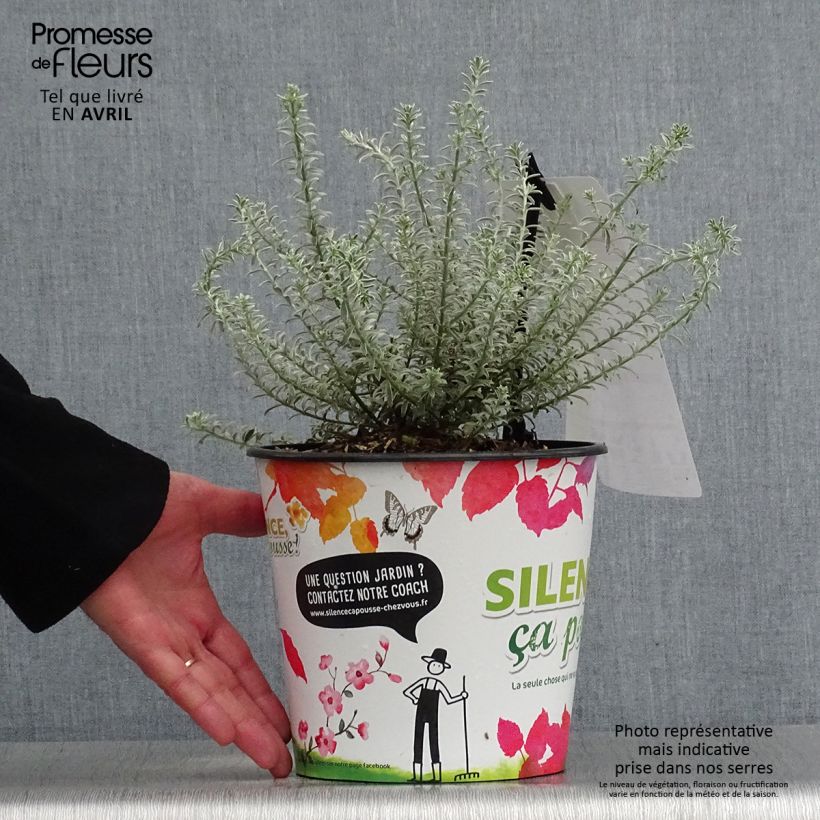 Westringia fruticosa Smookie - Falso rosmarino Vaso da 3L/4L esemplare consegnato in primavera