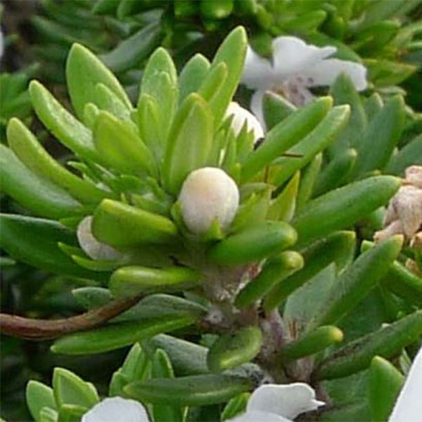Westringia fruticosa White - Falso rosmarino (Foliage)