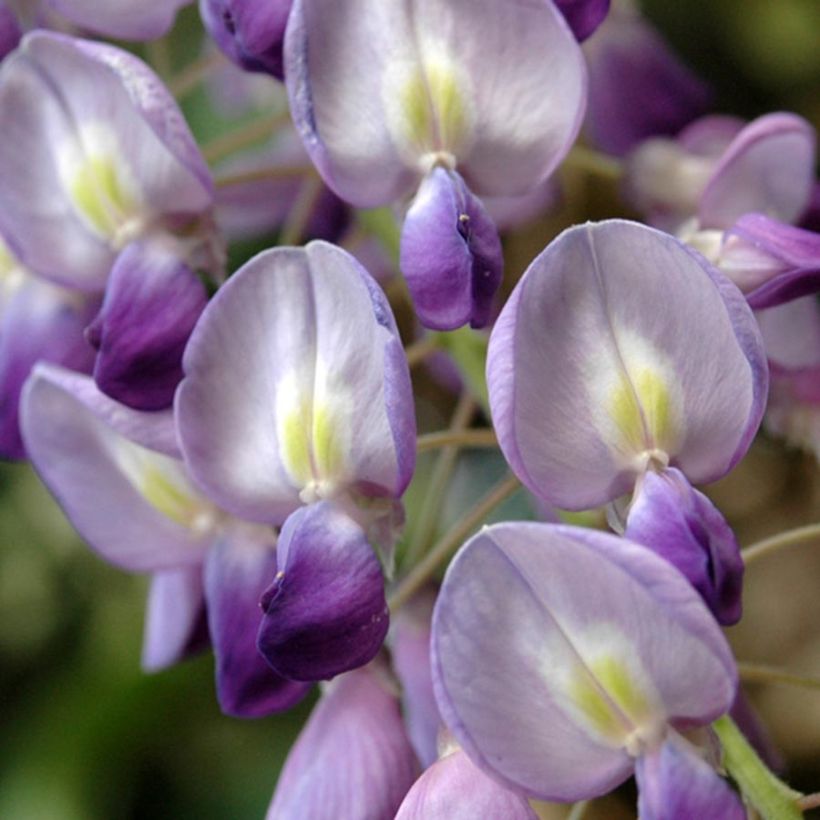 Wisteria floribunda - Glicine (Fioritura)
