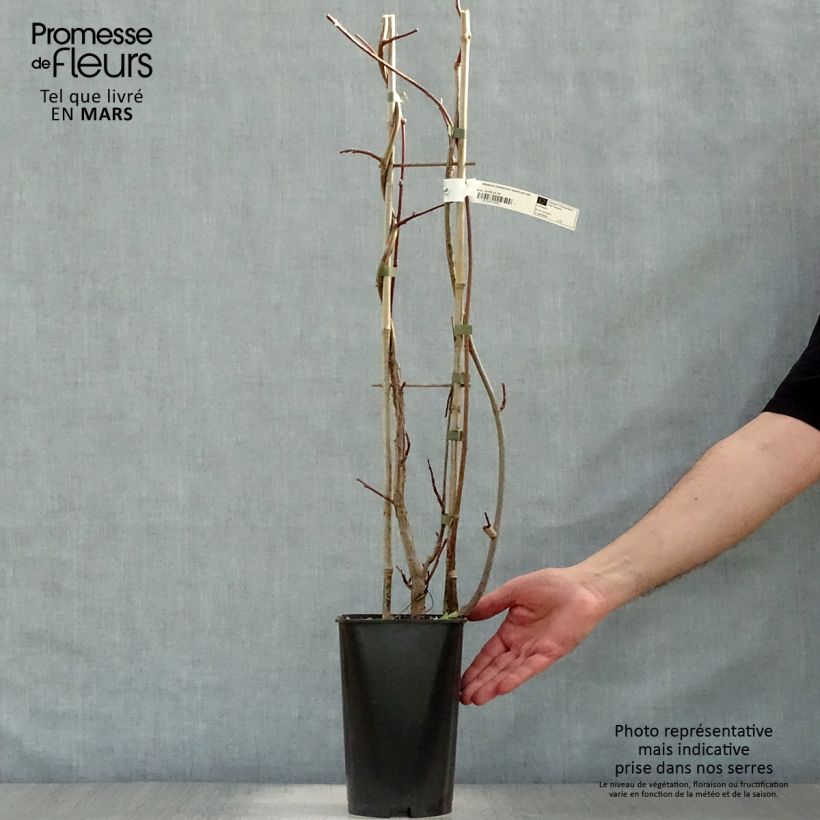 Wisteria frutescens Amethyst Falls - Glicine americano Vaso da 3L/4L esemplare consegnato in primavera