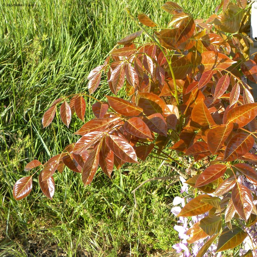 Wisteria sinensis Blue Line - Glicine comune (Fogliame)