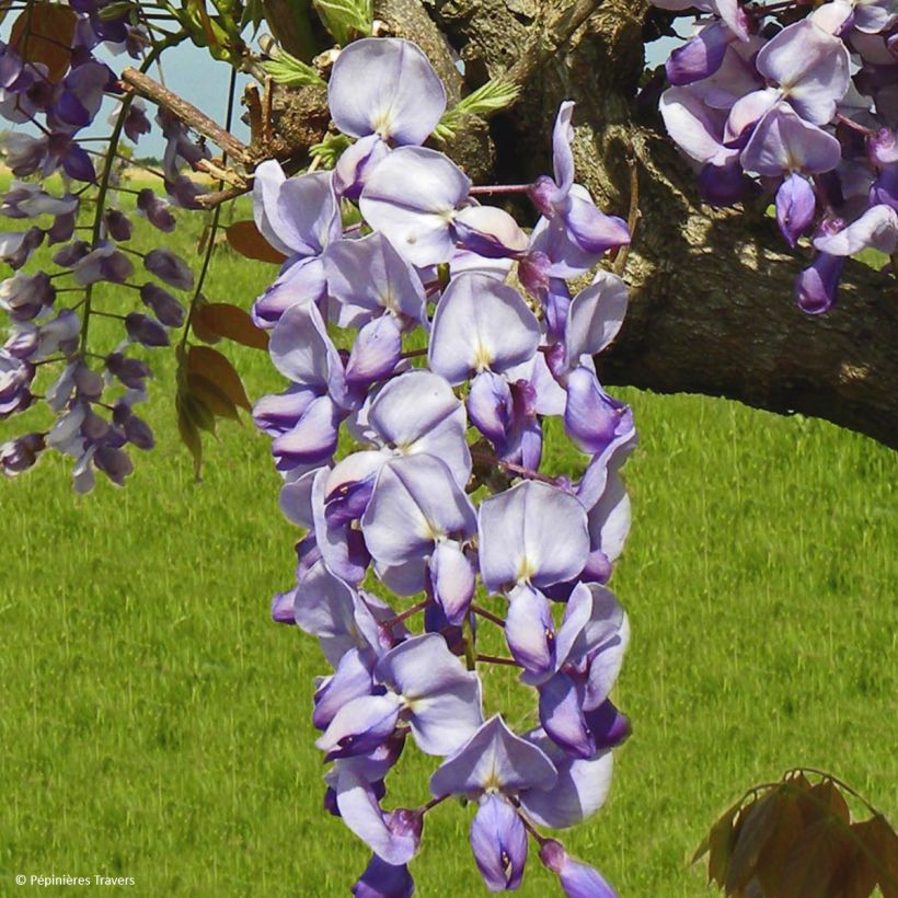 Wisteria sinensis Blue Line - Glicine comune (Fioritura)
