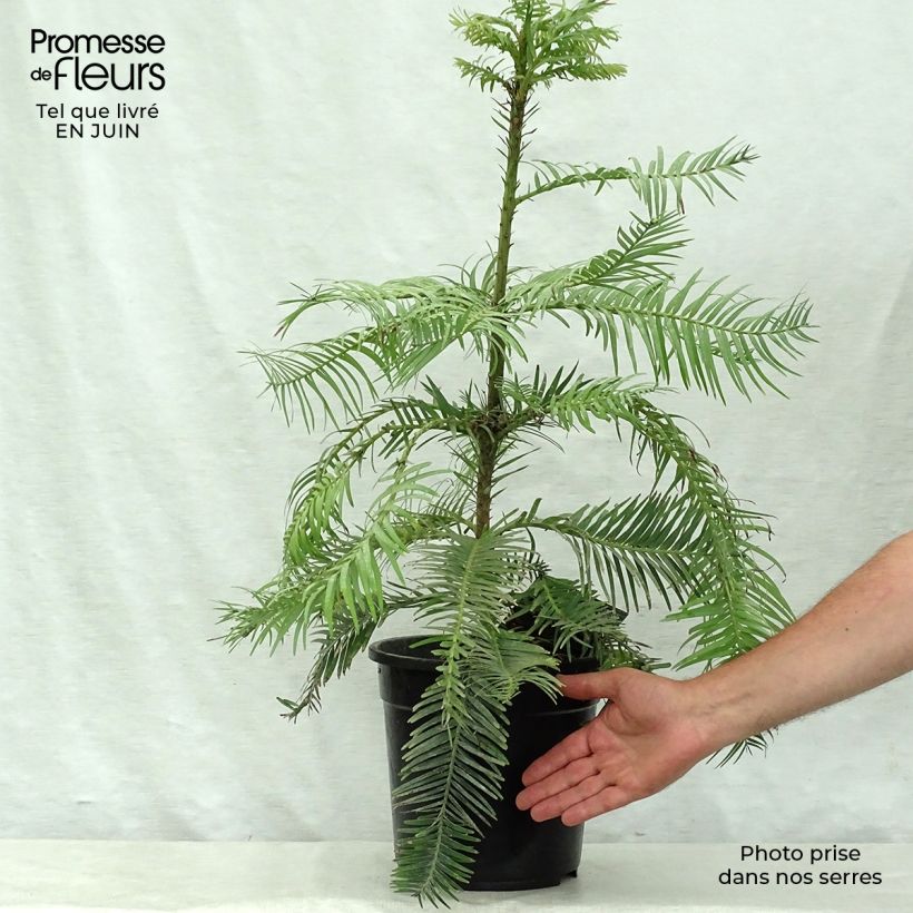 Esemplare di Wollemia nobilis - Wollemi Pine Vaso da 6L/7L consegnato in estate