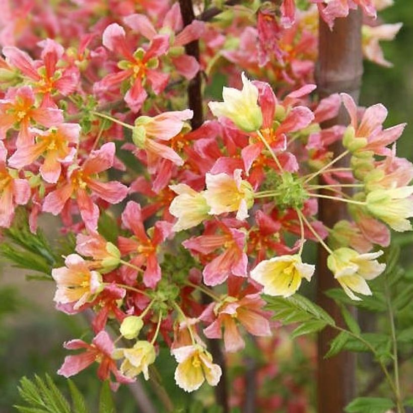Xanthoceras sorbifolium HAPPY Orange (Fioritura)