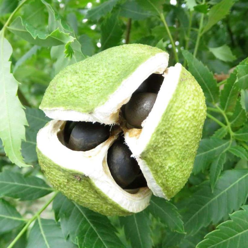 Xanthoceras sorbifolium HAPPY Orange (Raccolta)