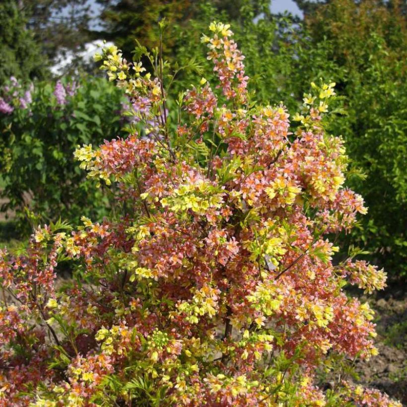 Xanthoceras sorbifolium HAPPY Orange (Porto)