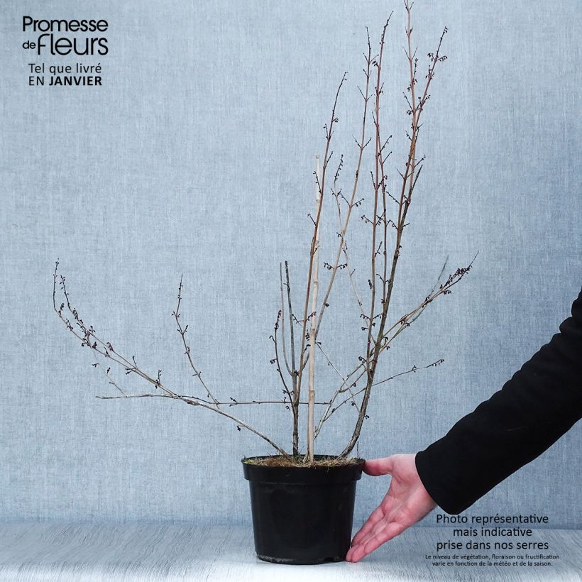 Xanthorhiza simplicissima Vaso da 2L/3L esemplare consegnato in inverno