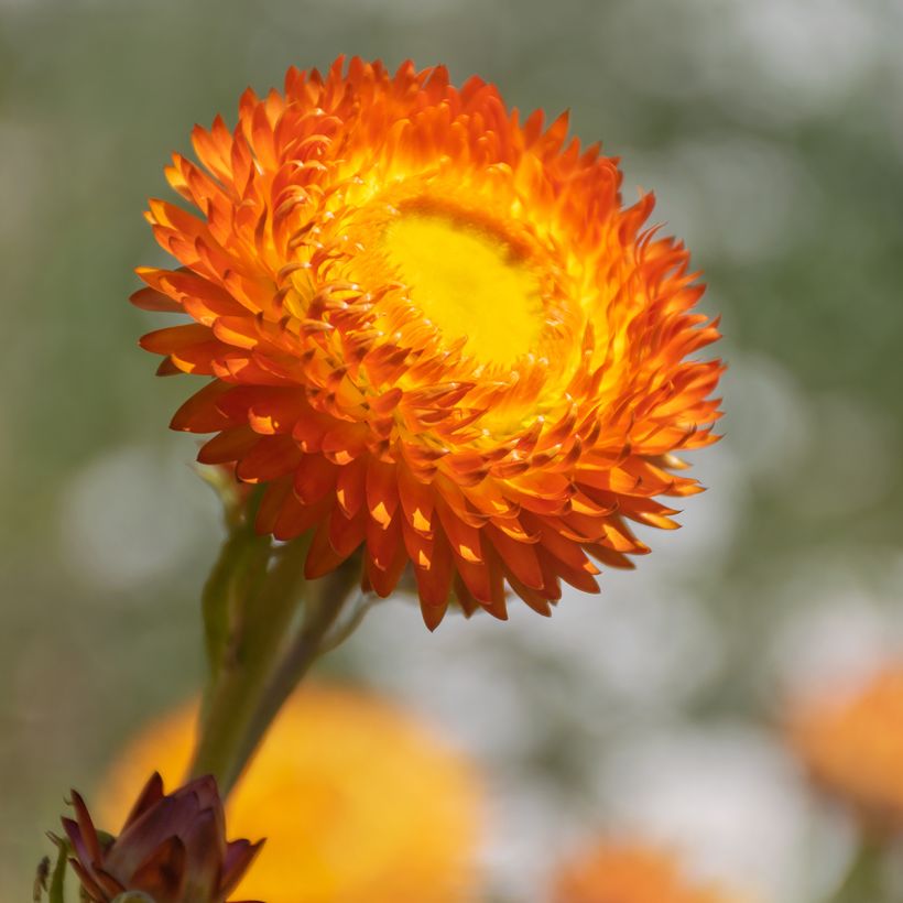 Xerochrysum bracteatum Granvia Dark Orange Flame (Fogliame)