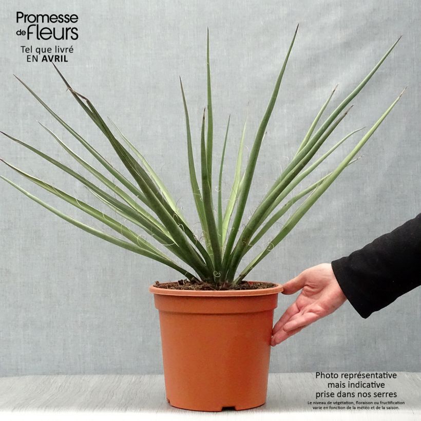 Example of Yucca baccata Vaso da 7,5L/10L as you get in printemps