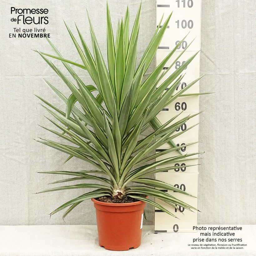 Esemplare di Yucca elephantipes Jewel Vaso da 7,5L/10L come consegnato in autunno