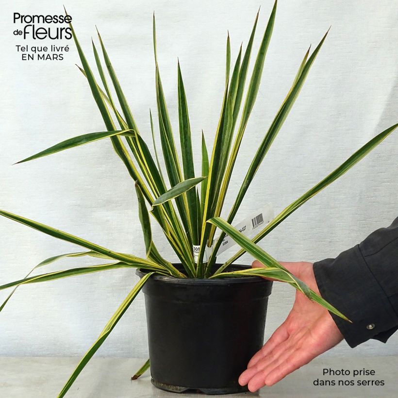 Yucca filamentosa Bright Edge Vaso da 2L/3L esemplare consegnato in primavera