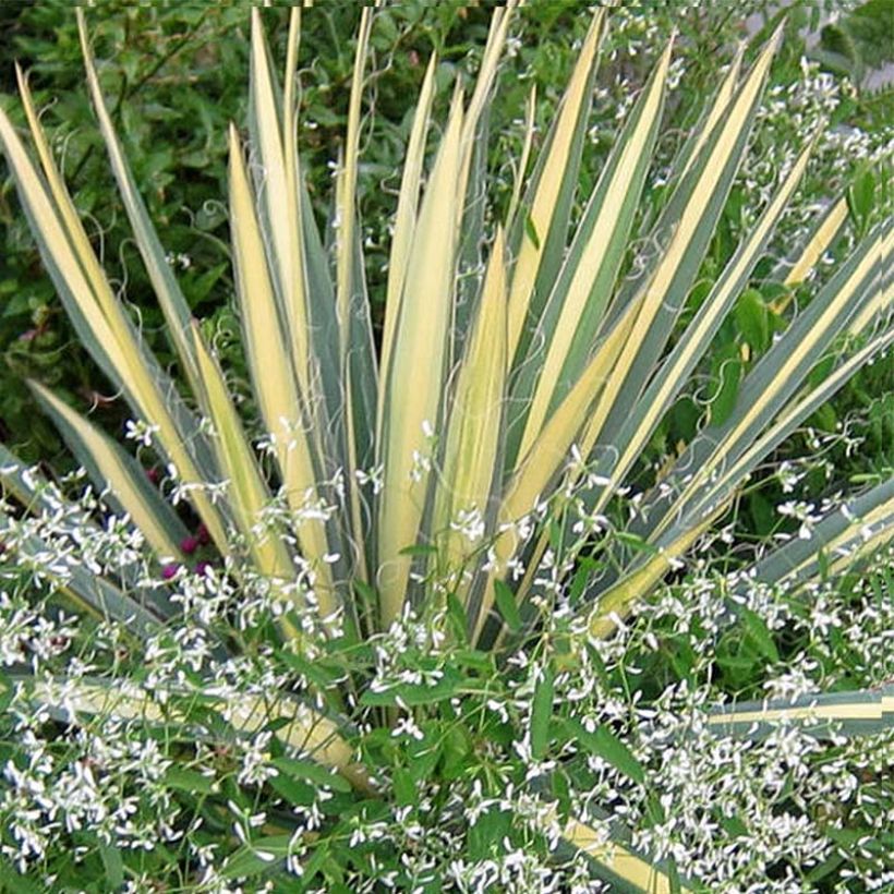 Yucca filamentosa Colour Guard (Fogliame)
