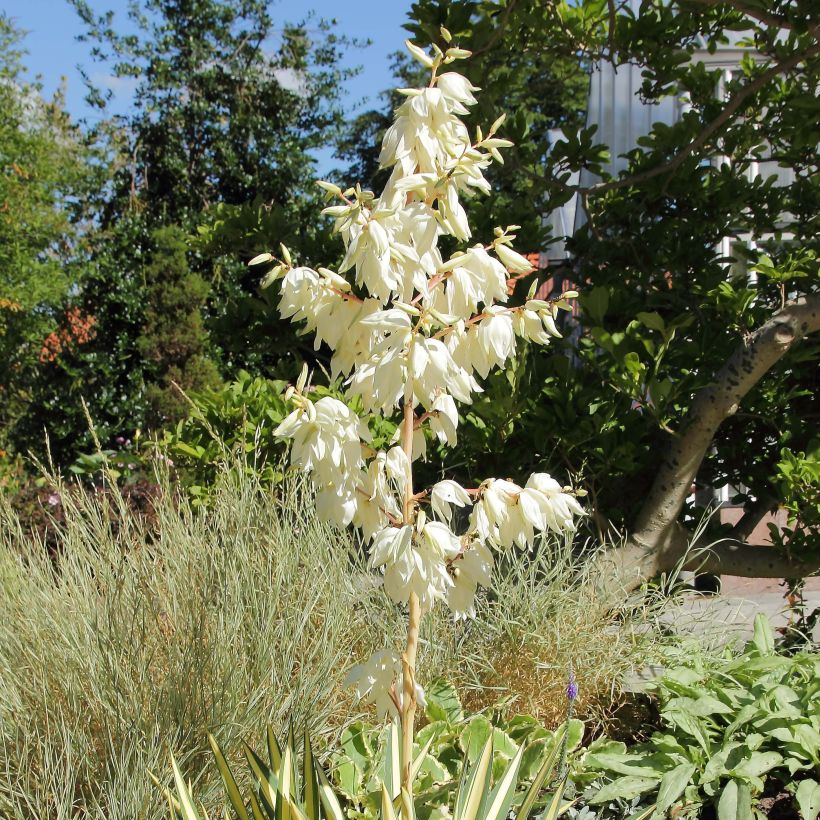 Yucca filamentosa Colour Guard (Fioritura)